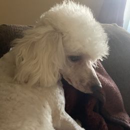 Maggie - Poodle