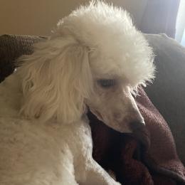 Maggie - Poodle