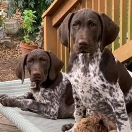 German Shorthaired Pointers from Twin Gabels GSPs