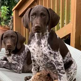 German Shorthaired Pointers from Twin Gabels GSPs