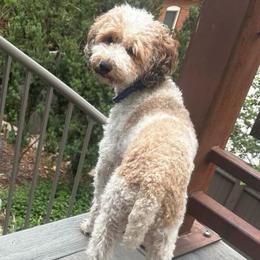 Poppy - Parti female Goldendoodle puppy in Monument, Colorado from Colorado Dreamin Doodles
