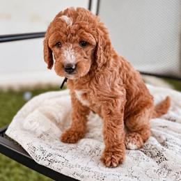 Dixie - Red female Labradoodle puppy in Elizabeth City, North Carolina from Howdy Doodles