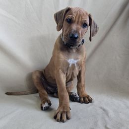 Boy 2 - male Rhodesian Ridgeback puppy in Chesapeake, Virginia from Monarch Rhodesian Ridgebacks