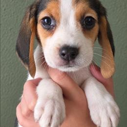 Twix - Black tan and white male Beagle puppy in Lake City, Florida from Sunkissed Beagles
