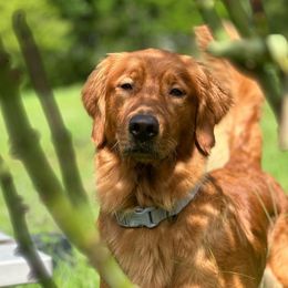 Louise - Golden Retriever