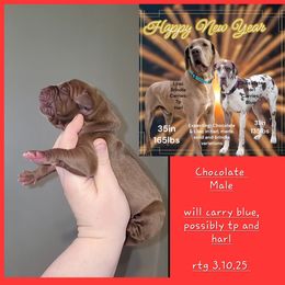 Great Dane Puppies from LakeSide Danes