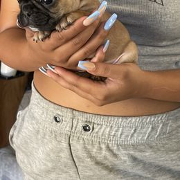 French Bulldog and Labrador Retriever Puppies from Desiree Ortiz's French Bull Dogs and Labrador Retrievers