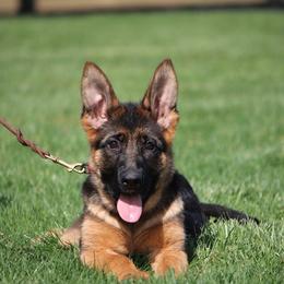German Shepherd Puppies from Drache Feld