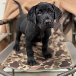 Labrador Retriever Puppies from Wheatland Retrievers