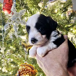 Australian Mountain Doodle, Bernedoodle, Companion Cross, and Shihpoo Puppies from Perfect Companion Puppies