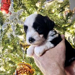 Australian Mountain Doodle, Bernedoodle, Companion Cross, and Shihpoo Puppies from Perfect Companion Puppies