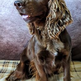 River - English Cocker Spaniel
