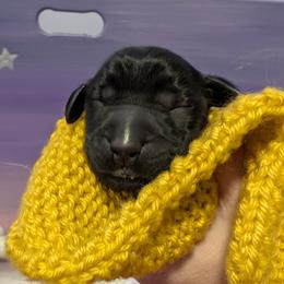 Luna - Black female Flat-Coated Retriever puppy in Newport, Virginia from Maywood Retrievers