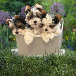 Mini Grace 5000 - Black tan and white female Biewer Terrier puppy in Temecula, California from Biewer Puppies USA