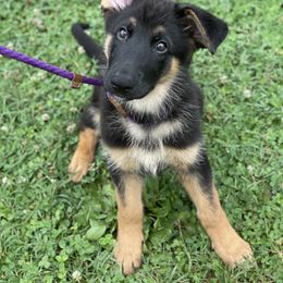Australian Shepherd and German Shepherd Puppies from Trademark Kennels
