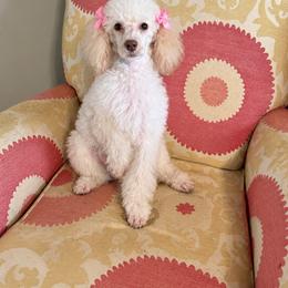 Poodle puppies from Caddo Hills Puppies