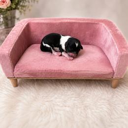 Trixie - Black and white female Cavapoo puppy in Thorndale, Texas from Hattie’s Texas Cavapoos