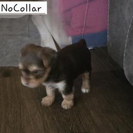 Mrs No-Collar - Chocolate and tan female Yorkshire Terrier puppy in Dover, Delaware from Lewis Precious Paws