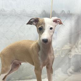 Sweet Dreams are Made of This - Fawn male Italian Greyhound puppy in Vienna, Georgia from Marchwind Farm
