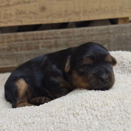 Sylvia - Black and gold female Yorkshire Terrier puppy in Mountain Grove, Missouri from Precious Puppies