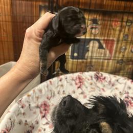 Girl 1 - Black white and tan female Cocker Spaniel puppy in Columbia, South Carolina from Fleur de Lis Cockers- Cuchna Cockers