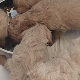 Goldendoodles from Sunshine Doodles