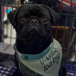 TBD - Pug