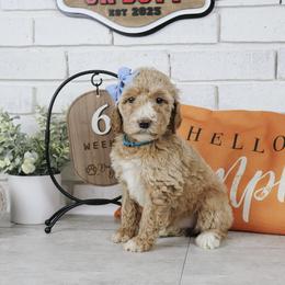 Bo - Cream female Labradoodle puppy in Bryantown, Maryland from Doodles on Duty