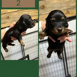 Pistol's male 2 - Black and tan male Dachshund puppy in Rattan, Oklahoma from Burgett’s Barnyard Dachshunds