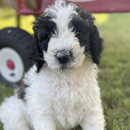Ellipsis - Sable Bernedoodle puppy in Brighton, Tennessee from Beaver Creek Bernedoodles