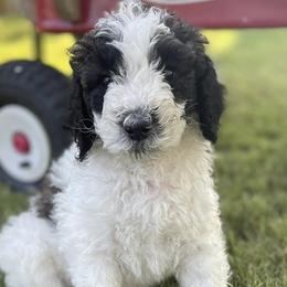 Ellipsis - Sable Bernedoodle puppy in Brighton, Tennessee from Beaver Creek Bernedoodles