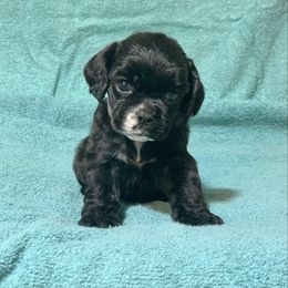 Black Sable Girl - purple collar - Sable and white female Cocker Spaniel puppy in Delphi, Indiana from Benchmark Cockers