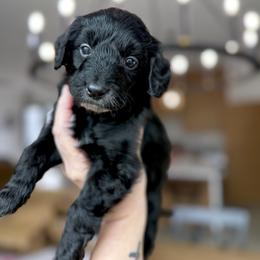 Cupid - Black and white male Aussiedoodle puppy in Arizona from Coats of Many Colors LLC
