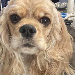 Kinzie - Cocker Spaniel
