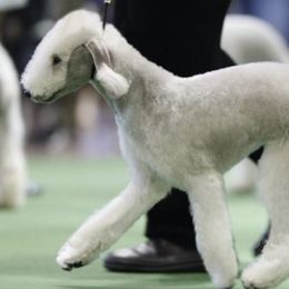Bedlington Terriers from Silverwood