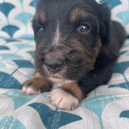 Indy - Black tri male Miniature American Shepherd puppy in Colorado Springs, Colorado from Valkyrie Adventures