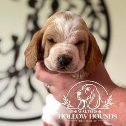 Dixie - Red and white female Basset Hound puppy in Richmond, Kentucky from Walters Hollow Hounds