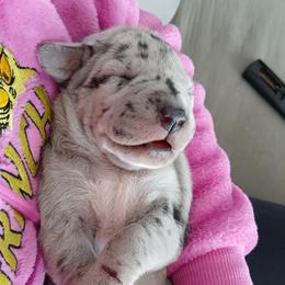 Royalty - Merle female Great Dane puppy in Marshall, Michigan from Dream K9