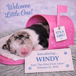 Windy - Blue merle female Australian Shepherd puppy in Dalton, Georgia from Furtabulous Paws Australian Shepherds & Border Collies
