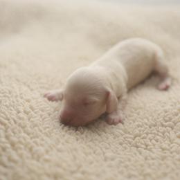 TATE - Cream male Dachshund puppy in Indiantown, Florida from Turquoise River Minature Dachshunds