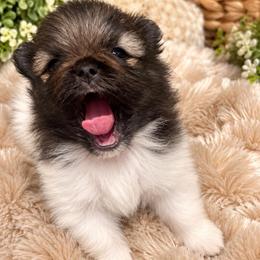 Leo - Wolf sable male Pomeranian puppy in Fayetteville, North Carolina from Tar-heel Poms