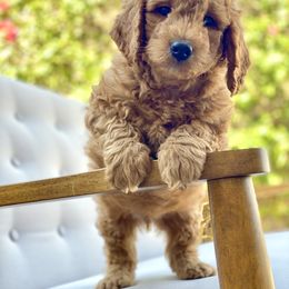 Bernedoodle and Goldendoodle Puppies from Doodle Bliss