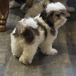 Shih Tzu Puppies from Southern Class Shih Tzu