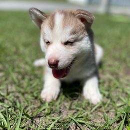 Siberian Husky Puppies from Vixen Siberians