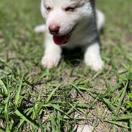 Siberian Husky Puppies from Vixen Siberians