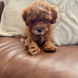 Green Male - Red  male Goldendoodle puppy in Fruita Colorado, Colorado from Oodles of Teacup Doodles