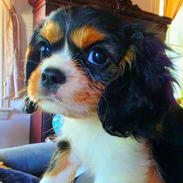 Codorus - Tri-color female Cavalier King Charles Spaniel puppy in Watsontown, Pennsylvania from Huntsman Cavaliers
