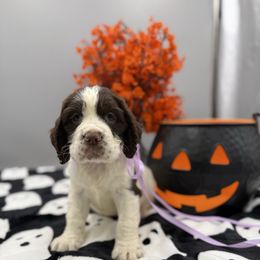 Pumpkin - Liver and white female English Springer Spaniel puppy in Rogers, Ohio from StoneyBrook Setters