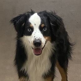 Goose - Australian Shepherd