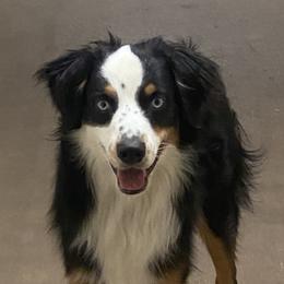 Goose - Australian Shepherd